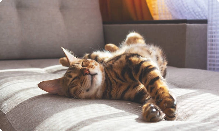 poils de chat sur canapé